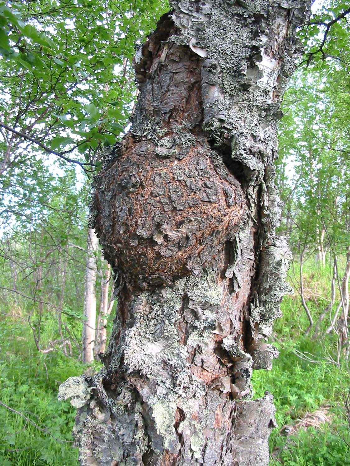 Trestamme med rirkule. Foto.