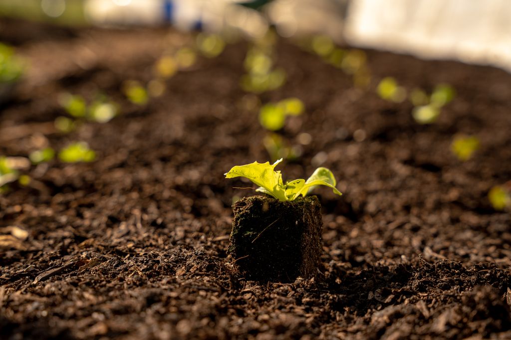 Liten, grønn plante i jordblokk med flere rader av grønne planter i bakgrunnen. Foto.