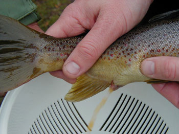 En ørret blir klemt på buken slik at moden melke (sædvæske) renner ut. Foto.