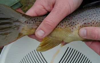 En ørret blir klemt på buken slik at moden melke (sædvæske) renner ut. Foto.