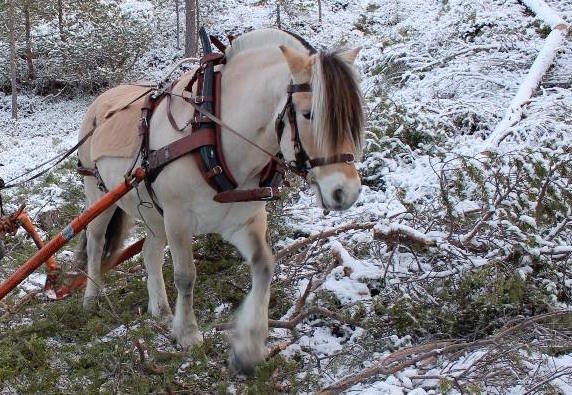 Hest med bogtresele. Foto. 