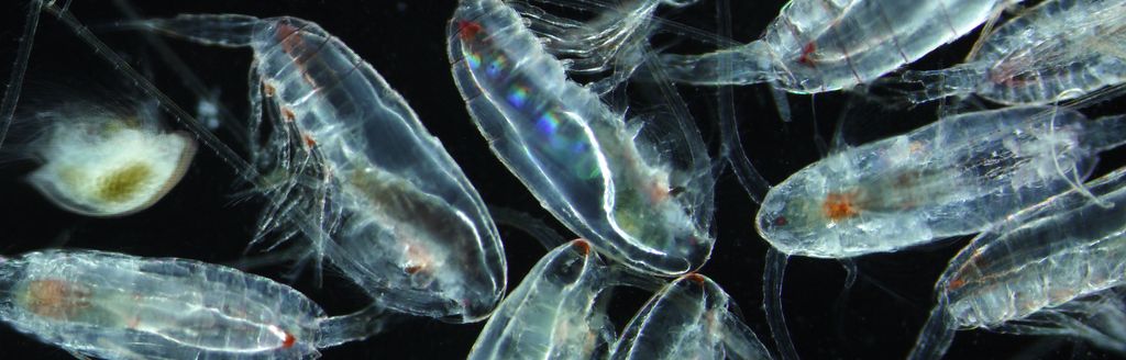 Flere individer av raudåte sett gjennom lupe. Foto.