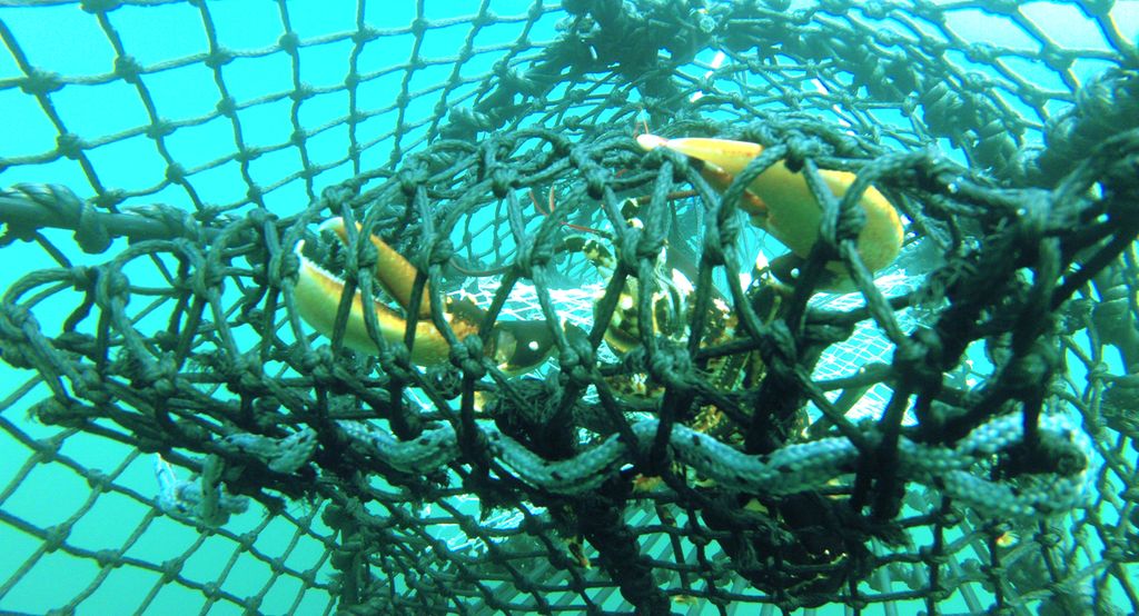 Kreps i teine. Foto.