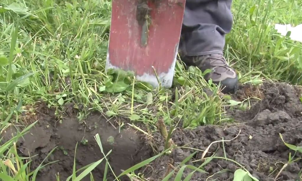 Person som graver i jorda med en spade. Foto.