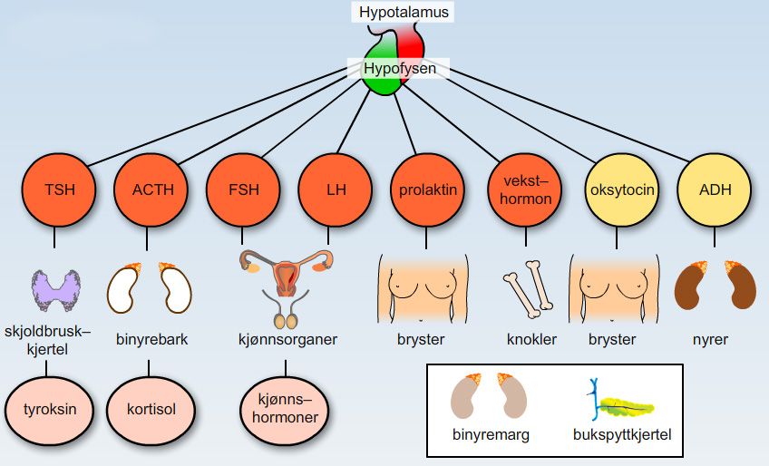 Oversikt over hormonsystemet. Illustrasjon.