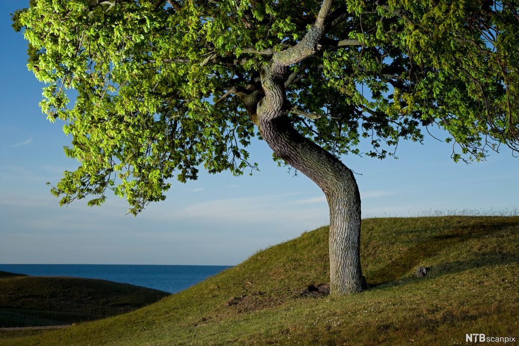 Eit eiketre som står på ei høgd med utsikt over havet. Foto.