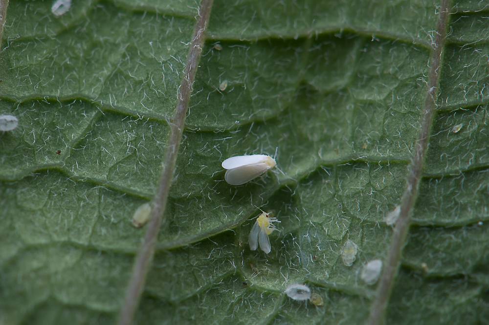 Hvite, små insekter med vinger på et blad. Foto.