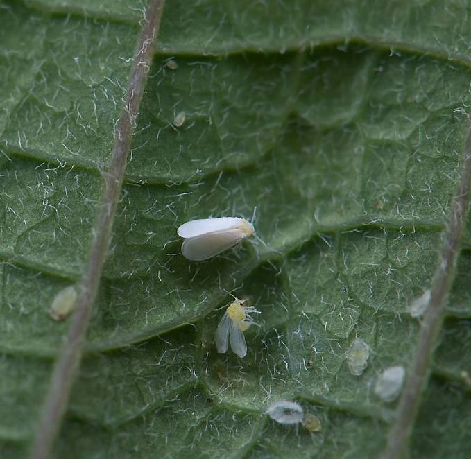Hvite, små insekter med vinger på et blad. Foto.