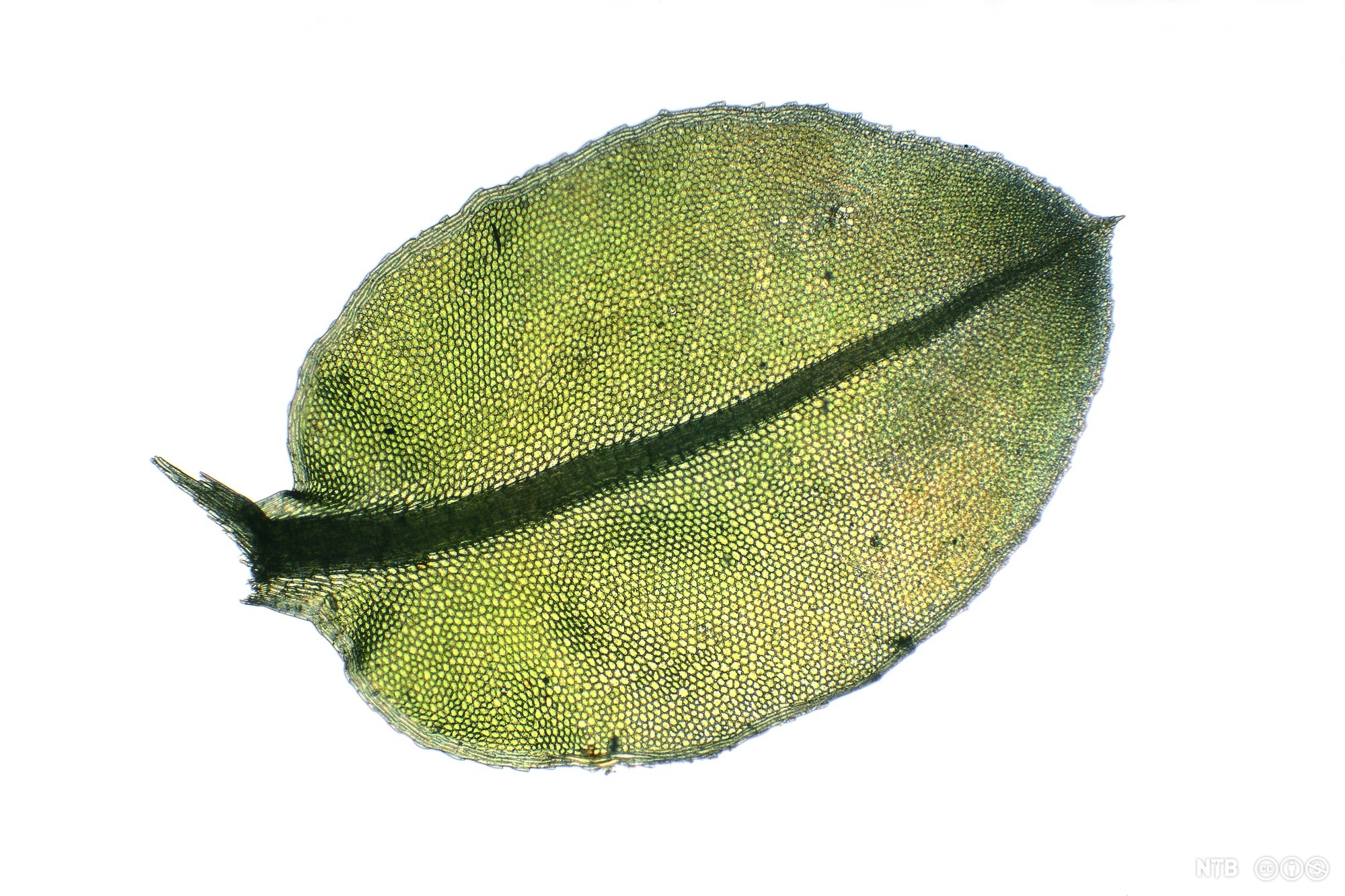 Blad med et tydelig heksagonalt mønster. Foto. 
