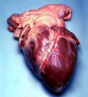 Hjertet med synlige kransarterier. Foto.