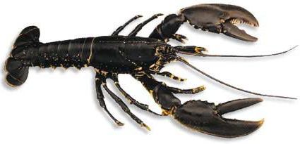 Svart hummer. Foto.