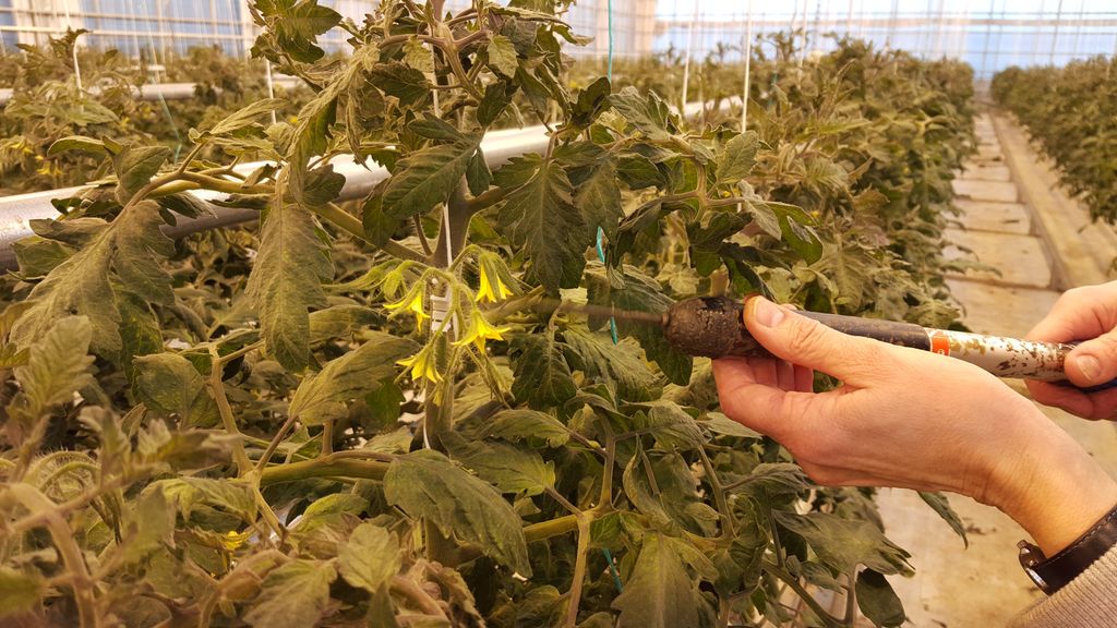 To hender holder en stav med en tynnere pinne ytterst mot en gul tomatblomst i et veksthus. Foto.