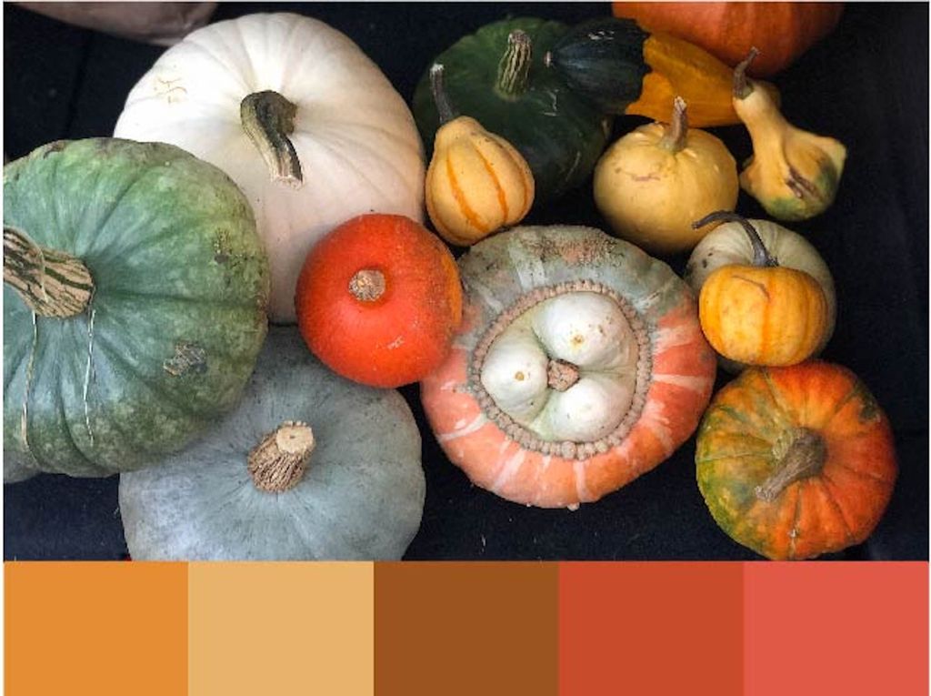 Gresskar i ulike farger, sett ovenfra. Under bildet av gresskarene en palett i varme fargetoner.