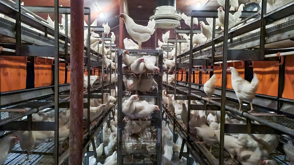 Åpne fraktbur mellom etasjene i et aviarium. Noen av hønene har allerede kommet seg ut og er i etasjene rundt bura, mens andre er igjen. Foto.