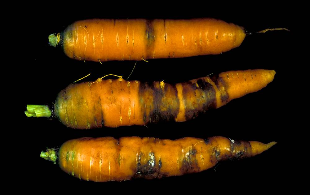 Gulrøtter med svarte, ringforma merker. Foto.