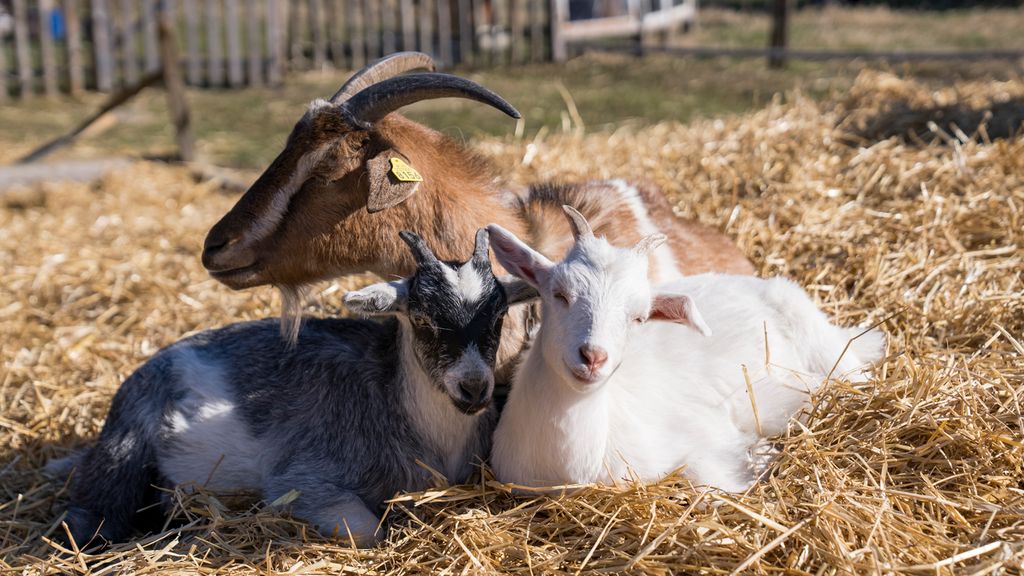 Ei geit ligger sammen med to killinger og hviler på halm i sola. Foto.