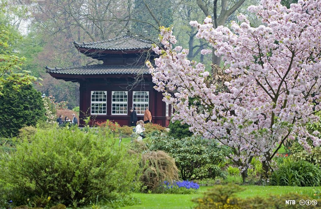 Japansk hage med klassisk japansk tehus og blomstrende trær. Foto. 