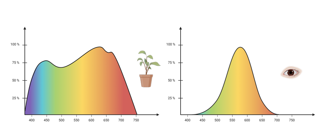 To grafer som sammenlikner andelen av lys i ulike bølgelengder som planter og mennesker kan bruke/oppfatte. Planter kan bruke lys i de fleste bølgelengder mellom 400 og 750 nanometer, men tar opp mest lys rundt 650 nm, i den oransje delen av spekteret. Mennesker oppfatter best lyst rundt 550 0g 600 nm, i den gule delen av spekteret. Illustrasjon.