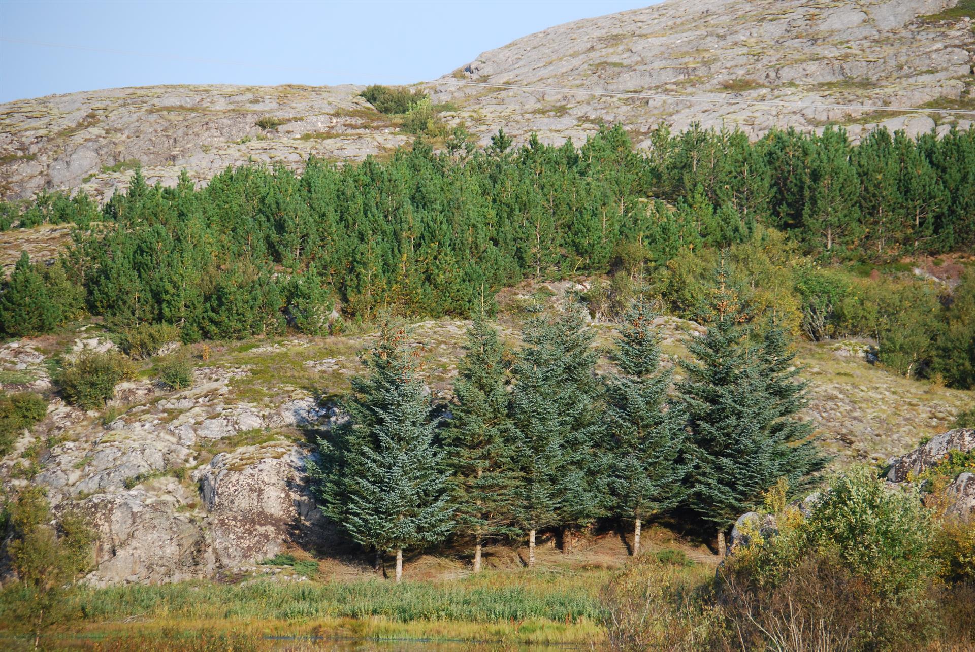 Fjellandskap med nakent fjell og ulike bartrær. Foto.