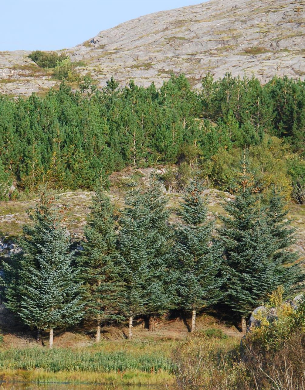 Fjellandskap med nakent fjell og ulike bartrær. Foto.
