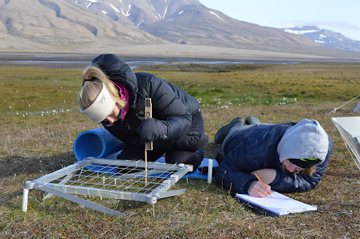 To ungdommer ligger på magen i fjellet og undersøker vegetasjonen. Foto.
