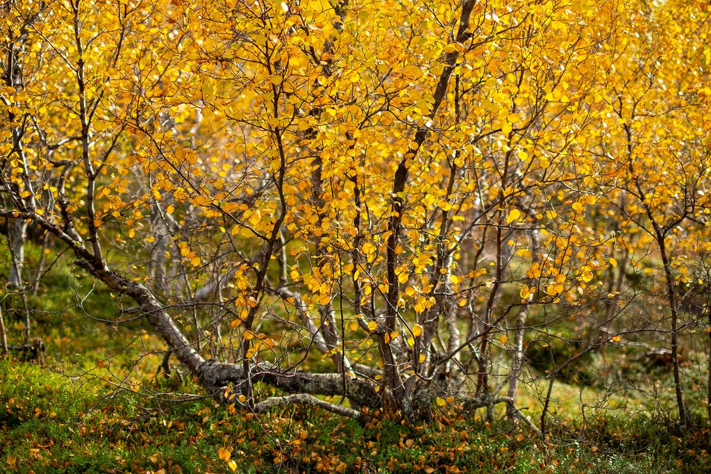 Gul fjellbjørk. Foto.