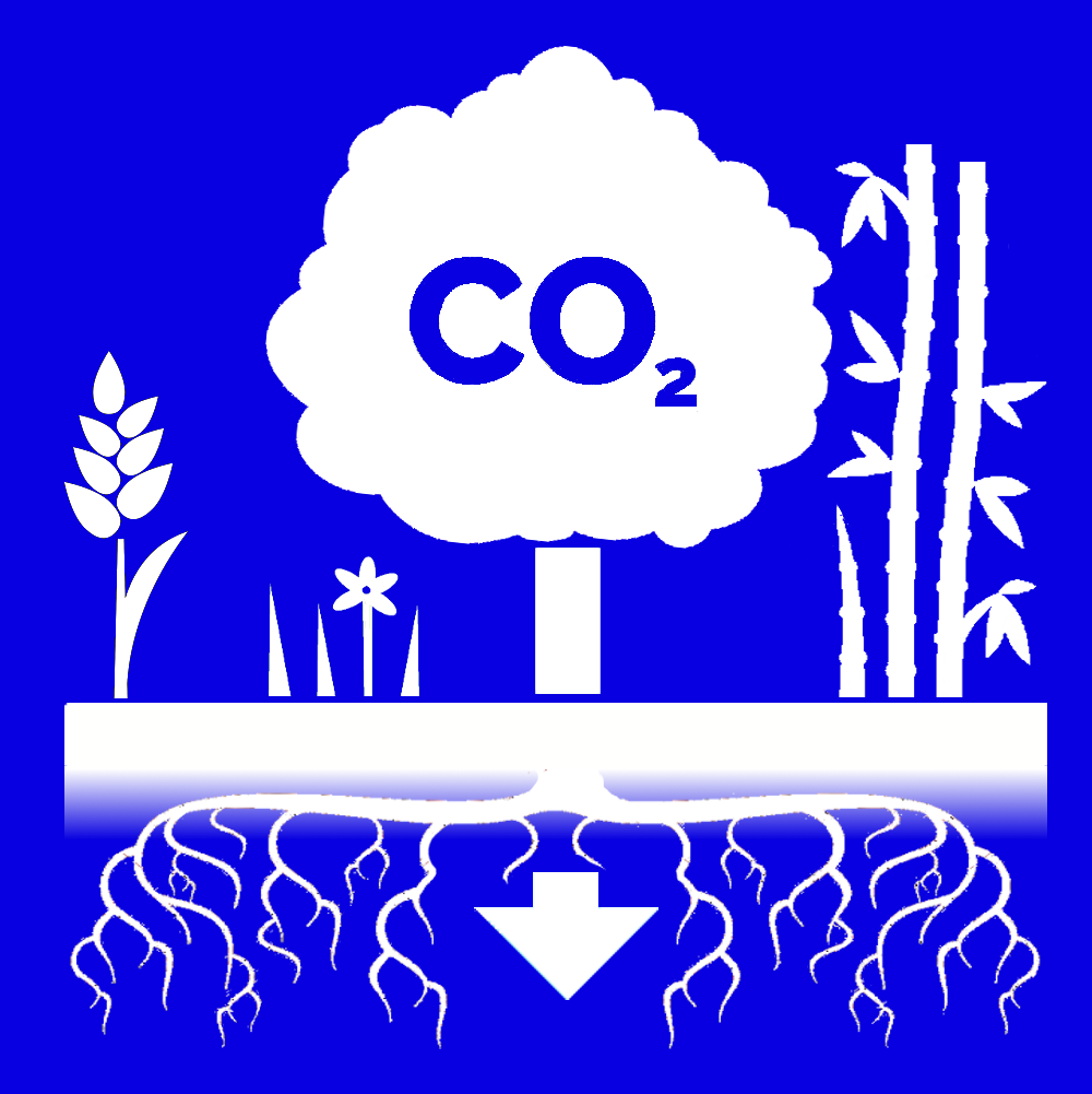 C O 2-fangst i planter. En sky som det står C O 2 på, svever over bakken. Ulike planter på bakken. Ei pil går fra skyen og under bakkenivå der det er flere røtter. Illustrasjon.