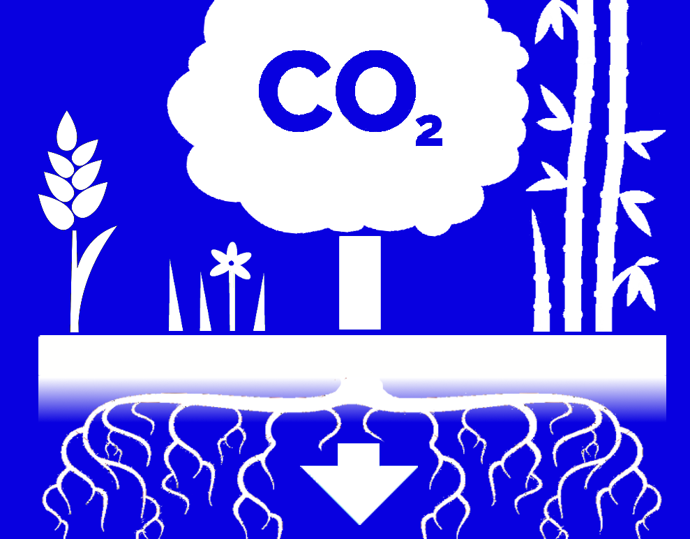 C O 2-fangst i planter. En sky som det står C O 2 på, svever over bakken. Ulike planter på bakken. Ei pil går fra skyen og under bakkenivå der det er flere røtter. Illustrasjon.