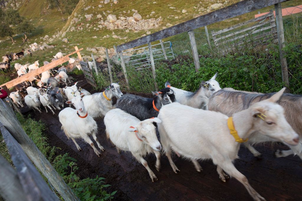 En geiteflokk som går gjennom en passasje laget av gjerder. Foto.