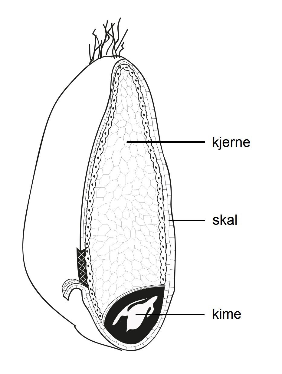 Snitt gjennom eit korn. Kimen ligg i den eine enden, over er det kjerne og rundt heile er det skal. Illustrasjon.