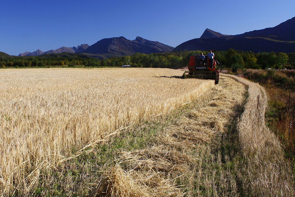 Tresking av bygg. Foto