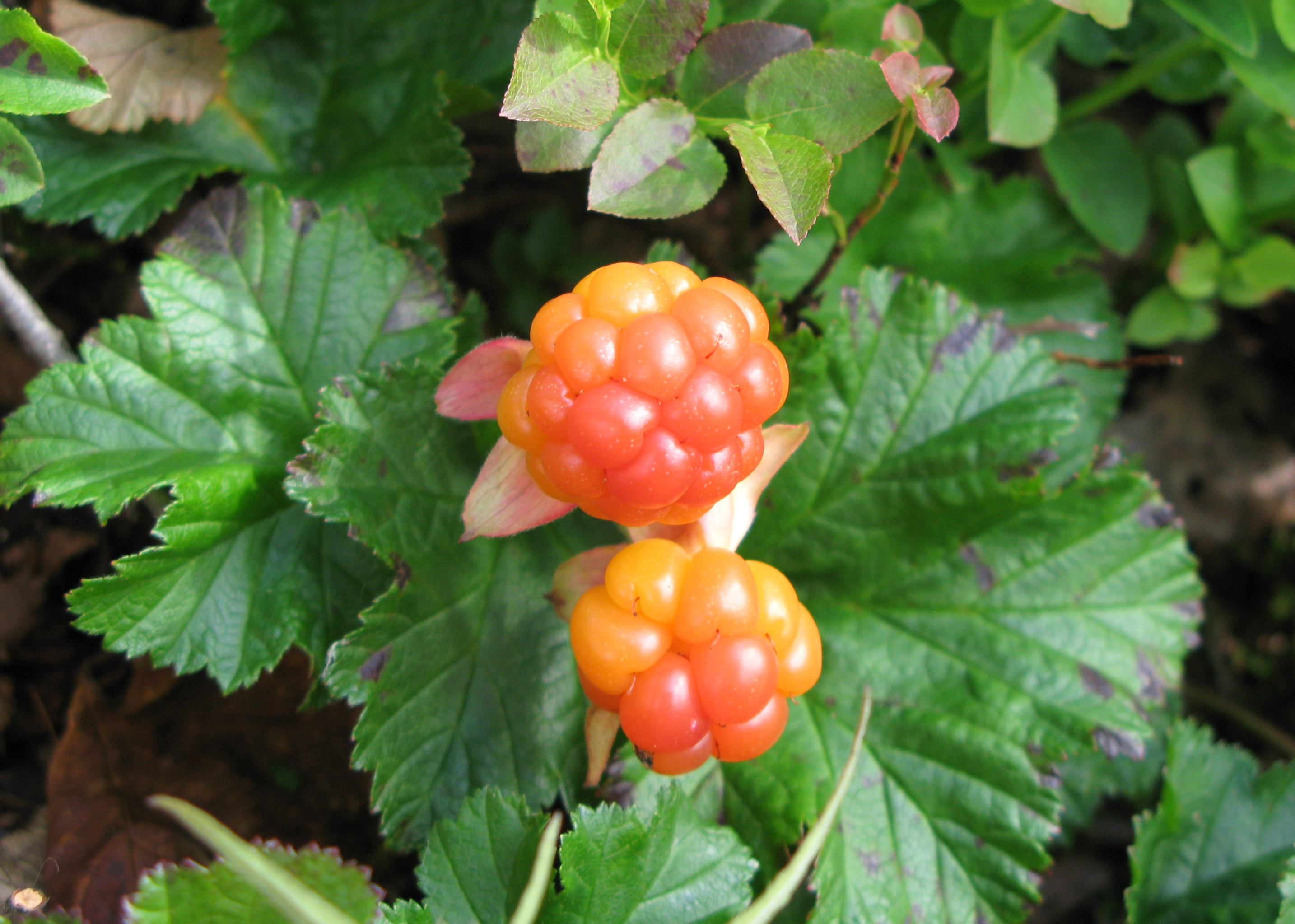 To oransje bær forma av små kuler i ein klase på grøne, store blad. Foto.