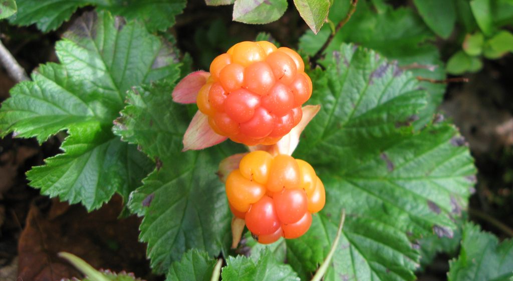 To oransje bær forma av små kuler i ein klase på grøne, store blad. Foto.