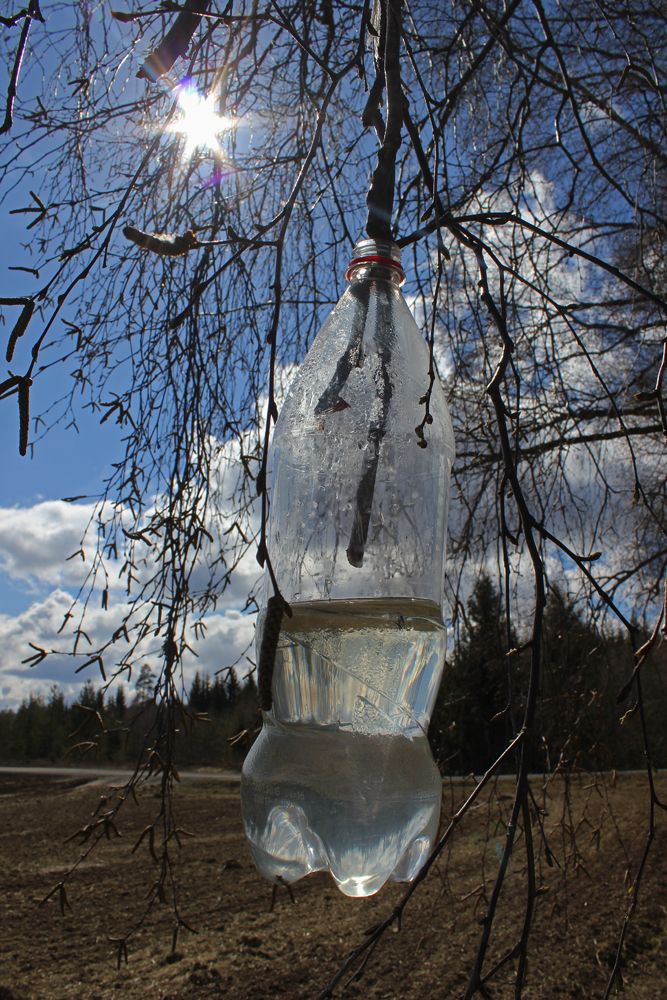 Ei gjennomsiktig plastflaske er tredd inn på og heng frå ei bjørkegrein. Flaska er halvfull med ei klar væske. Foto.