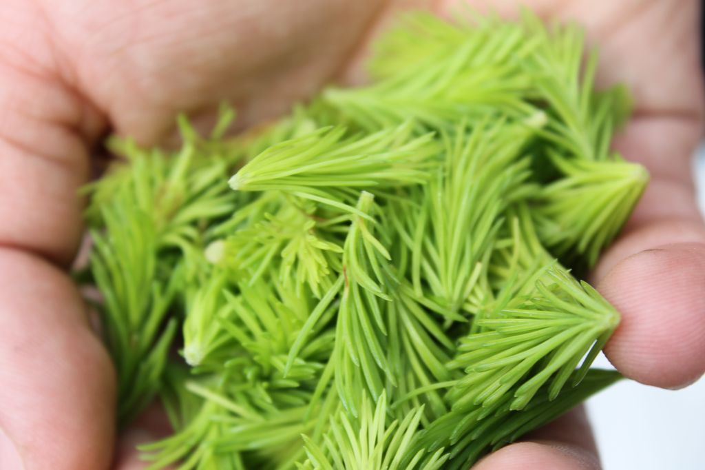 En håndfull lysegrønne granskudd. Foto.