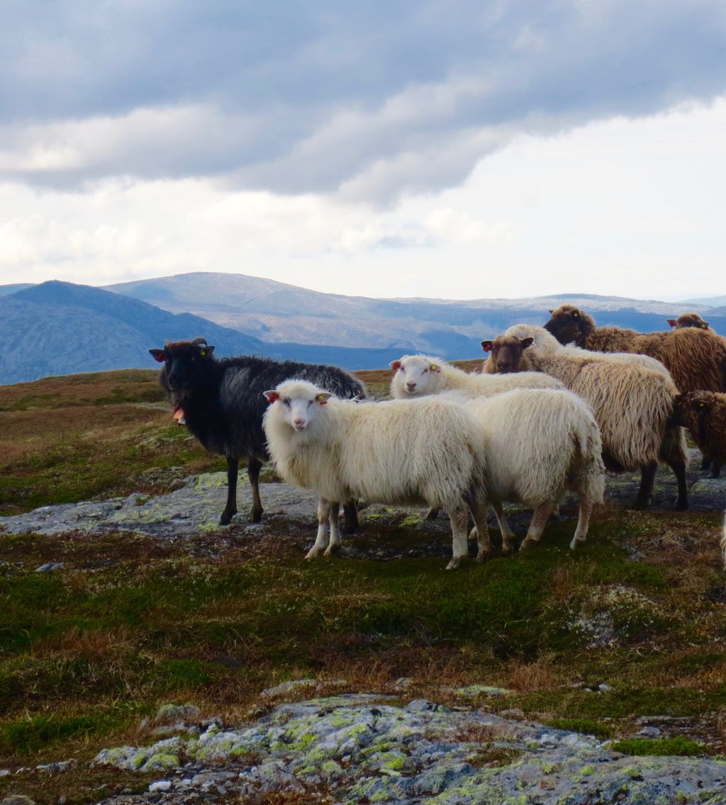 Sauer på beite. Foto.