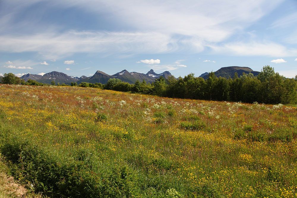 Eng med fjell i bakgrunnen. Foto.