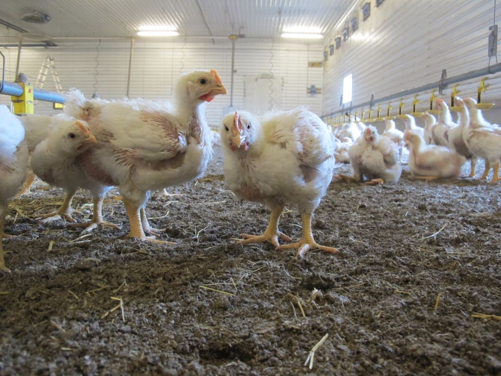 Slaktekylling i hus med vindu. Foto.