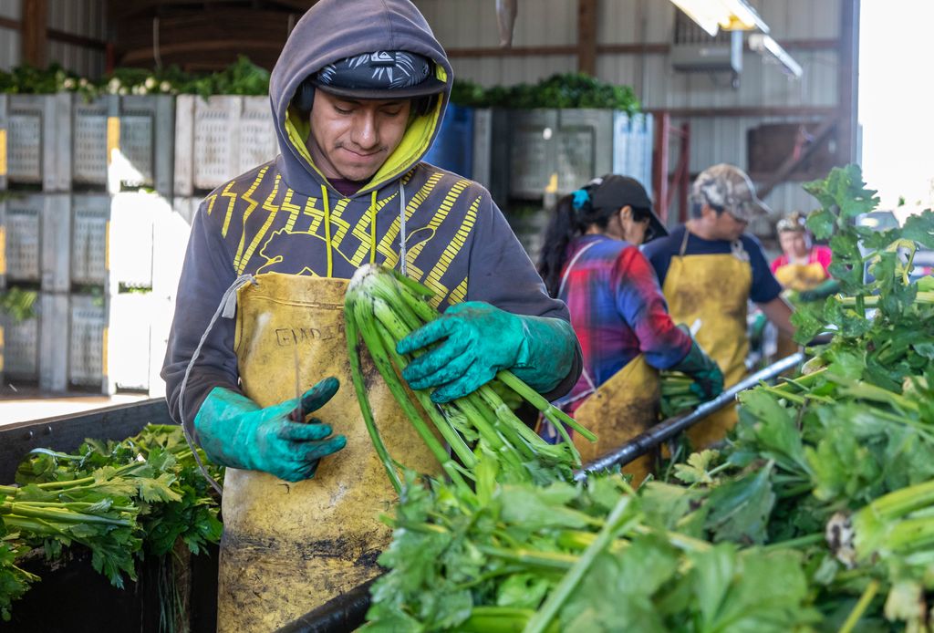 Arbeidere klargjør og pakker stilkselleri. De har plastforklær og tykke hansker. Foto.