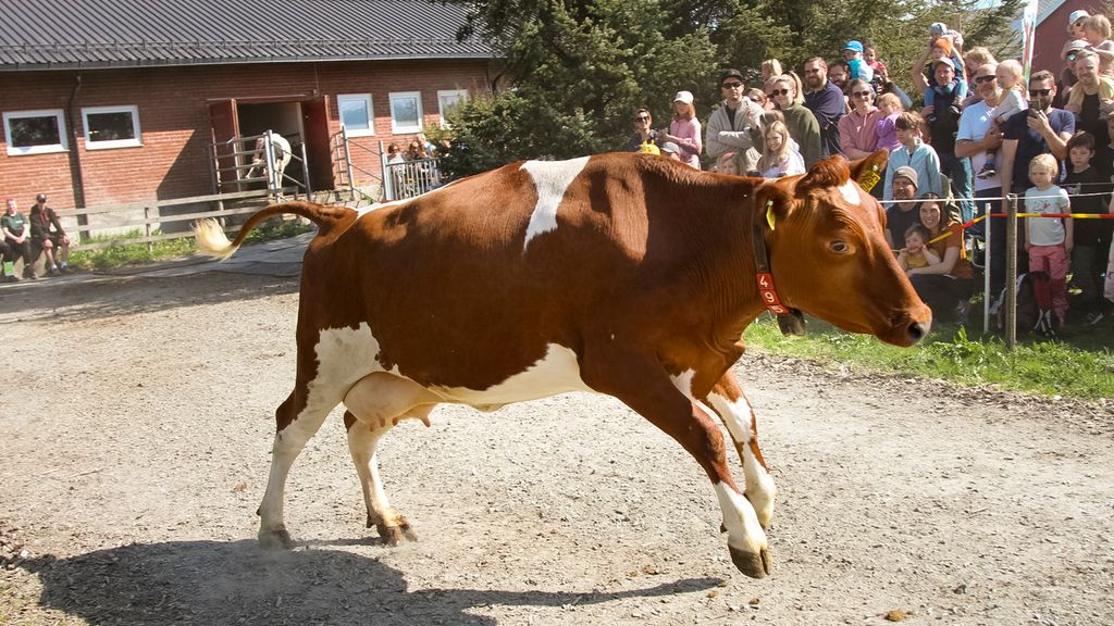 Ei ku gjør et hopp på veien mellom fjøs og beite. Det er mange tilskuere i bakgrunnen. Foto.