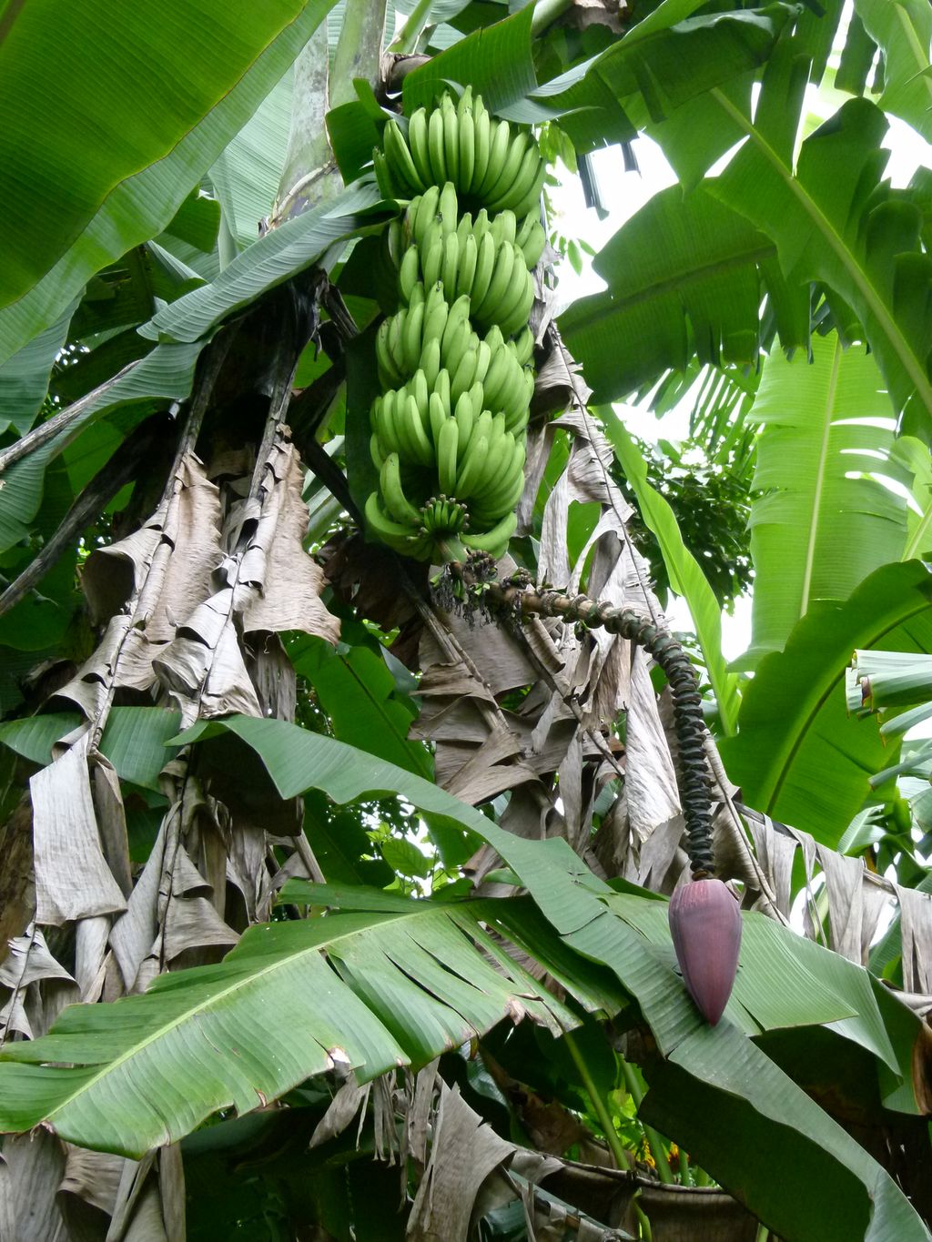 Klaser med grønne bananer som henger fra et tre. Foto.