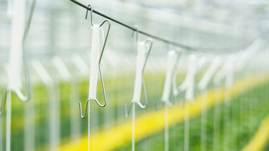 Nærbilde av krok med snøre som henger på ståltråd over plantene. Foto.