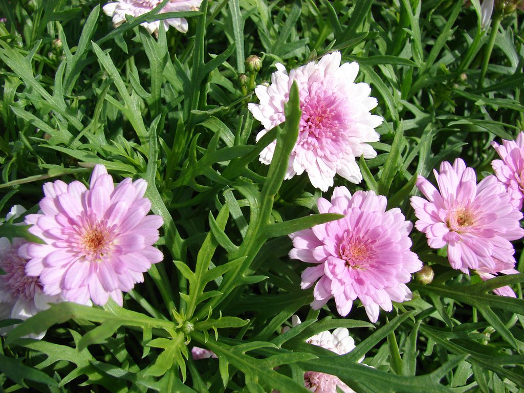  Planter med rosa blomster. Foto.