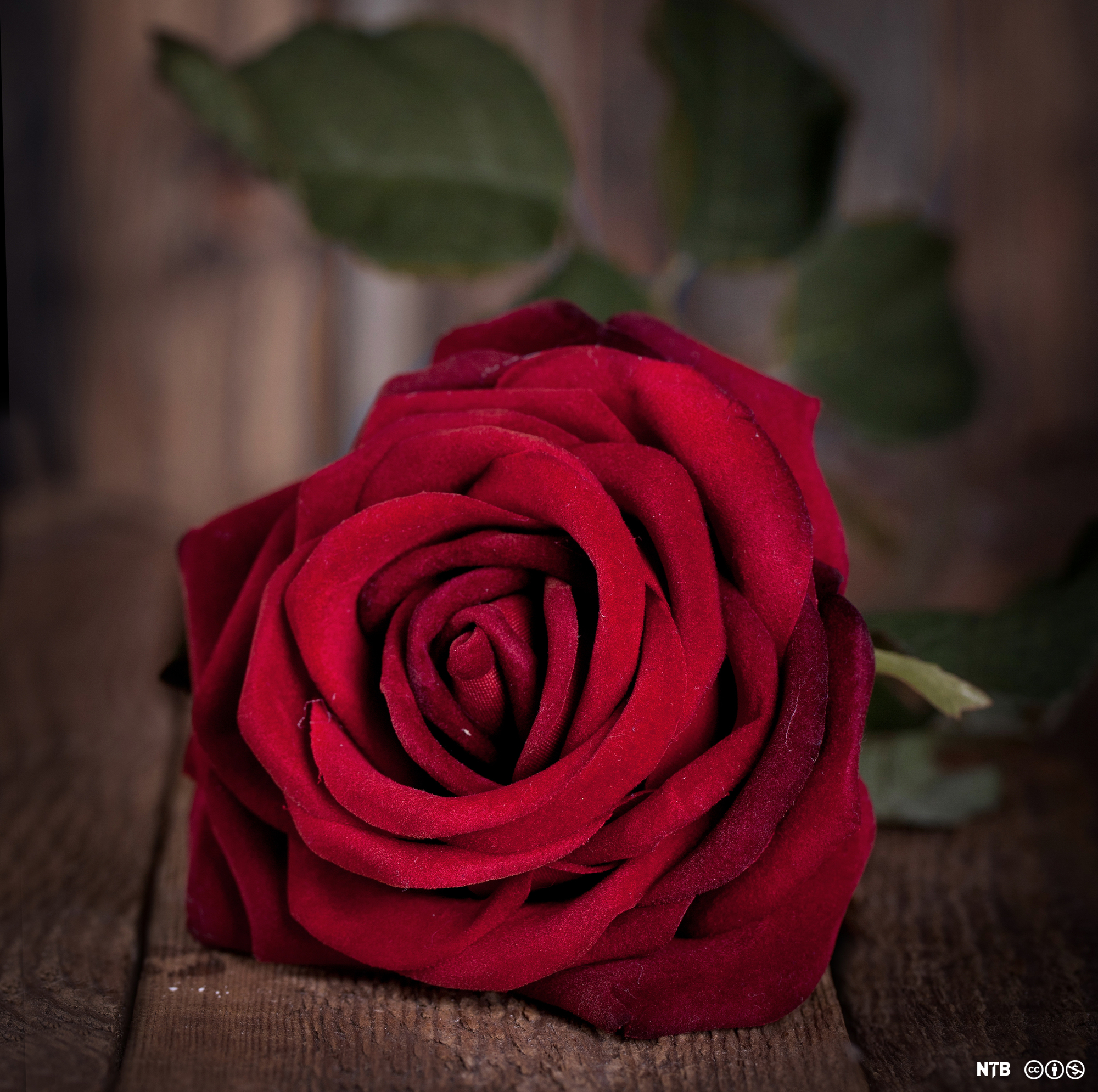 Ei raud rose. Foto.
