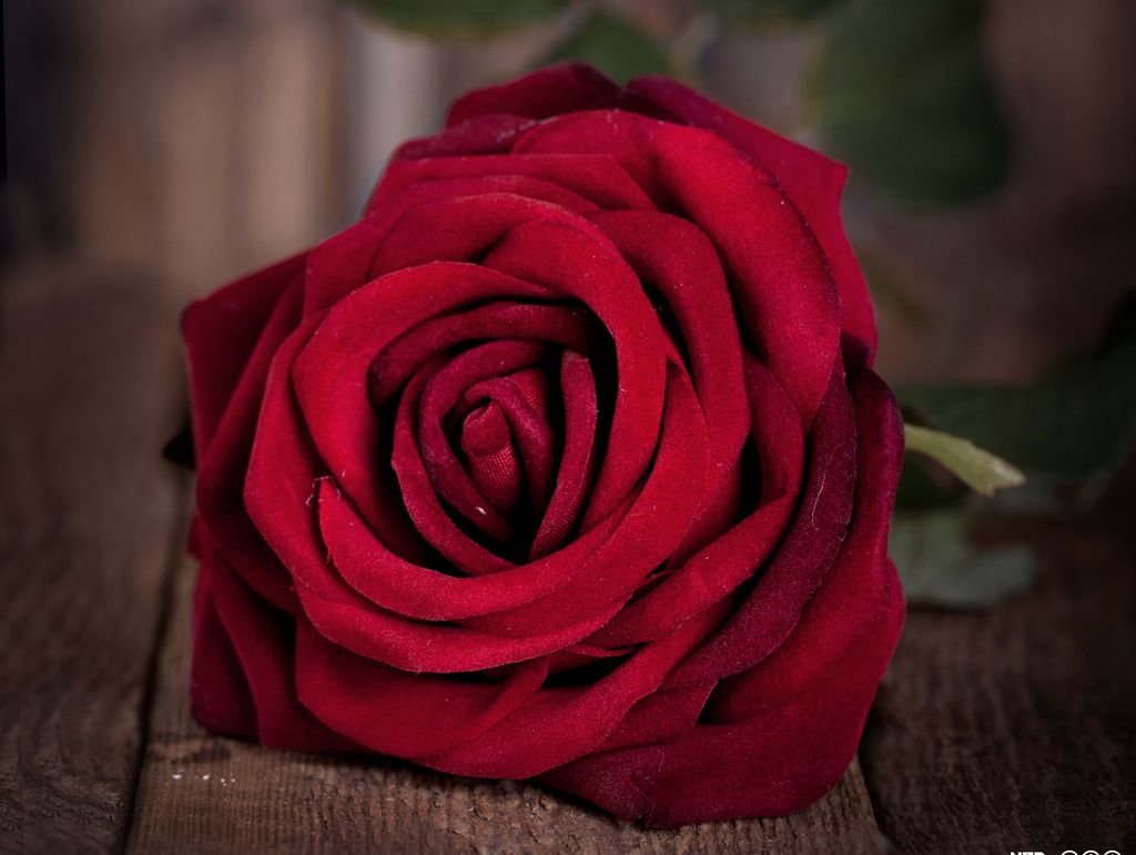 Ei raud rose. Foto.