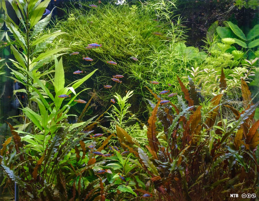 Vannplanter i akvarium. Fotografi.