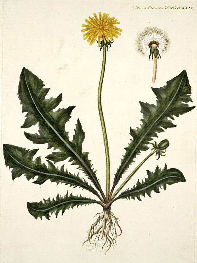 Løvetannplante med rot, blader og blomst. Illustrasjon.