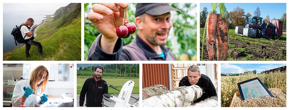Kollasj av bilder relatert til norsk landbruk: en person som kartlegger et område, en bonde som holder kirsebær, gulrøtter som høstes med maskin, en forsker i laboratorium, drone som brukes i landbruket, en person som undersøker trestammer og et nettbrett i en åker. Foto.