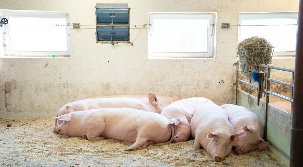 Seks purker ligger og sover sammen i en binge. Bingen er strødd med sagflis. Foto.