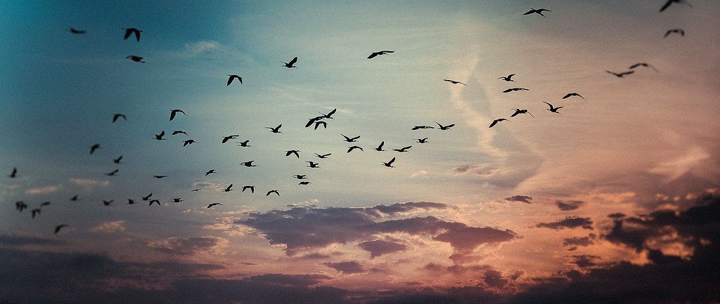 A photo of a flock of birds, flying in the red evening sky.